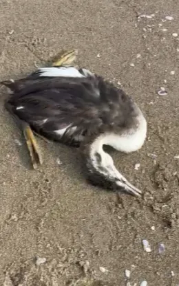 Recuperato Airone in difficolt&agrave; sulla spiaggia della Plaia