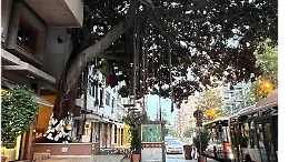 Palermo, cadono rami dall'albero Falcone: i vigili del fuoco intervengono con la motosega