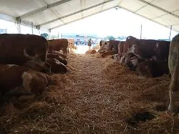 Fam, a Ragusa va di scena l'eccellenza zootecnica siciliana