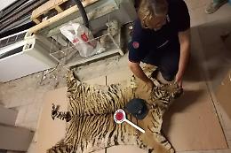 Una pelle di tigre nello scatolone: il mistero del trofeo abbandonato al museo 