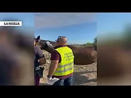 Stalla abusiva a San Francesco La Rena con quattro cavalli senza microchip: gestore multato oltre 13.000 euro