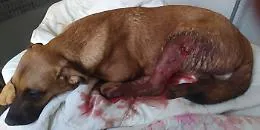 Vittoria, bracconieri entrano in una propriet&agrave; privata e sparano al cane