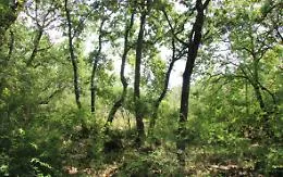 Il bosco di Aci Sant'Antonio riapre i cancelli: sar&agrave; fruibile tutti i giorni