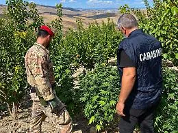 Maxi sequestro tra Licata e Butera: 70 chili di marjuana nel vigneto e fucile fuorilegge, denunciato un 72enne
