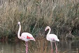 Spettacolo della natura a Gela: 276 fenicotteri rosa in sosta nel lago costiero