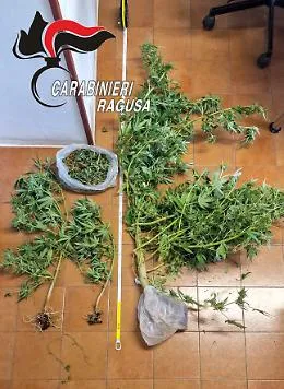 Chiaramonte Gulfi, scoperta coltivazione di marijuana in serra: un arresto 