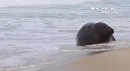 Che ci fa un elefante marino sulla spiaggia di Copacabana?