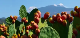 Dalla Sagra del ficodindia agli chef stellati di Etna Wine Forum. Ecco cosa fare in Sicilia nel weekend