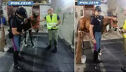 Corse clandestine a Palagonia: la Polizia scova a San Cristoforo anche il secondo cavallo 