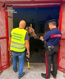 Stalla abusiva, due cavalli bloccati e 4.300 euro di sanzioni: a San Cristoforo blitz dei carabinieri