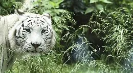 Scavalca il recinto allo Yorkshire Wildlife Park e viene dilaniato da una tigre: morto ore dopo