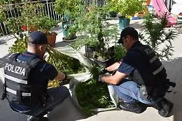 Tre denunciati a Caltagirone: sequestrate dieci piante di marijuana e ritirati cinque fucili