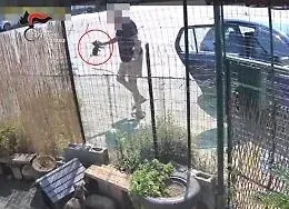 Prende quattro gattini dall'auto e li lancia oltre la rete di una colonia felina: denunciato 76enne a Riposto

