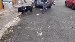 Cani antidroga fiutano sostanza in una cantina: 16enne arrestato a Catania 