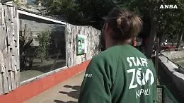 Festa allo zoo di Napoli: nati quattro cuccioli di Fossa del Madagascar