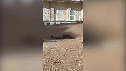 Foca monaca avvistata sulla spiaggiola di Ancona: incontro raro sull'Adriatico, appello a mantenere le distanze