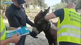 Fattoria abusiva scoperta in agriturismo nel Catanese: animali sequestrati e multe per oltre 30mila euro