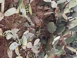 Allarme cinghiali: scendono in campo i cacciatori 
