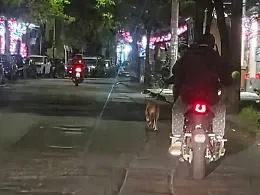 Il motociclista trascina il cane al guinzaglio in via Plebiscito a Catania: &laquo;Questo &egrave; maltrattamento&raquo;