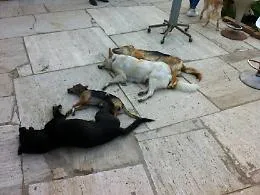 Bocconi avvelenati: strage di cani e gatti a Lipari