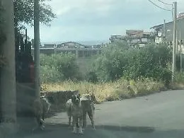 Cani e mafia: i numeri del business del randagismo a Patern&ograve; tra il 2017 e il 2024