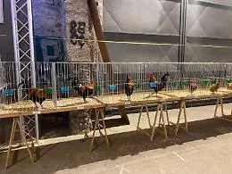 Polemica per la fiera degli uccelli ai Cantieri culturali alla Zisa: "Scelta incoerente, lo Spazio Zero non pu&ograve; essere un jolly"