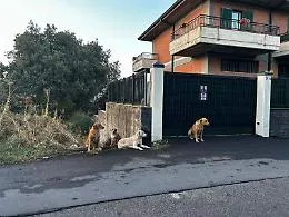 Paura al Parco Manenti: cittadino aggredito da un cane randagio