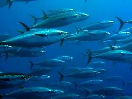 Tonno rosso, alla Sicilia il 50% delle quote. Il governo: &laquo;Lavoriamo per allargare la cassa integrazione alla pesca&raquo;