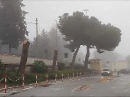 &laquo;Alberi tagliati e ascensori inutilizzabili all'ospedale&raquo;
