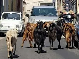 Gregge di pecore invade via Etnea: centauro travolto cade sull&rsquo;asfalto