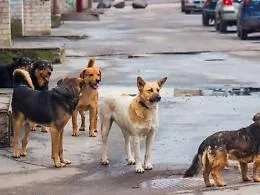 Record di 865 cani randagi nel rifugio a Caltanissetta : spesa comunale verso il raddoppio, gara ancora ferma