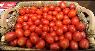 Sotto inchiesta a Brescia Il lotto di pomodori prodotti a Gela e ritirato dal Ministero