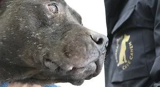 Cercavano un cagnolino smarrito, scoprono il ring dei pitbull: maxi operazione a Gela