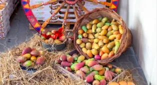 La Sagra del ficodindia di San Cono festeggia 40 anni: food, concerti, una sfida tra chef con giuria presieduta da Ciccio Sultano