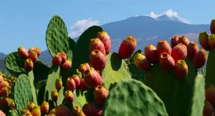 Dalla Sagra del ficodindia agli chef stellati di Etna Wine Forum. Ecco cosa fare in Sicilia nel weekend