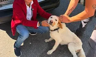 Cagnolina abbandonata sotto il sole e con gravi ferite al collo: Rizzi denuncia la negligenza delle autorit&agrave;