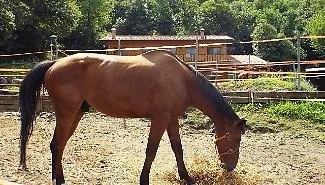 Furto di cavalli arabi purosangue tra Bellia e Bannata: uno muore travolto in statale, tre ancora dispersi