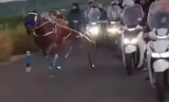 Corsa clandestina di cavalli all'alba a Palagonia: video virale condiviso da Enrico Rizzi