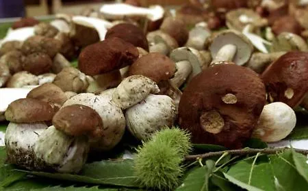 Il "re" del bosco all'ombra dell'Etna: settembre e la magia dei porcini in Sicilia
