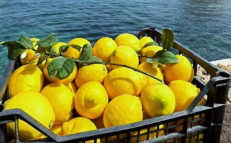 Il limone di Bagheria e i pascoli di Castronovo, la Sicilia a Terra Madre con due nuovi pres&igrave;di