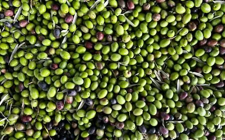 Olio d&rsquo;oliva,16mila tonnellate invendute in Sicilia. Barbera: &laquo;Concorrenza dei prezzi da Spagna e Grecia&raquo;