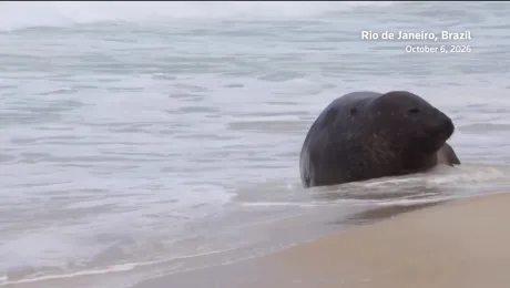 Che ci fa un elefante marino sulla spiaggia di Copacabana?