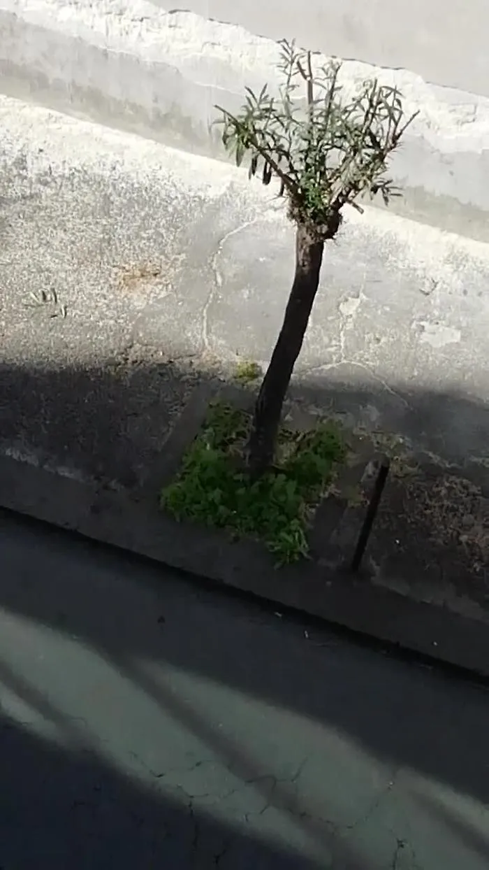 38284900-oleandrimp4_1620383339907