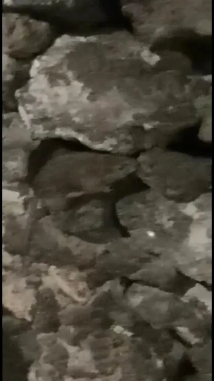 1616432021741_1620673029095