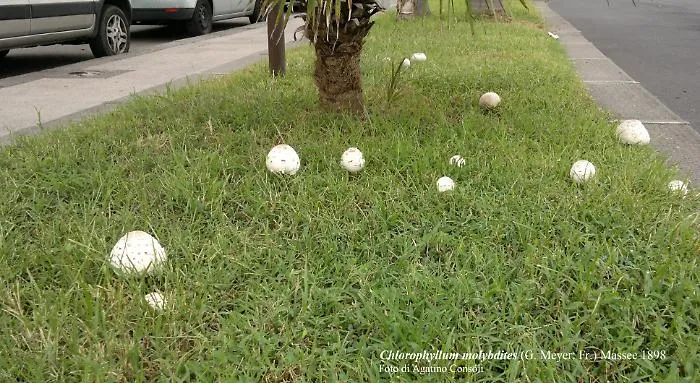 ASP-CATANIA-intossicazioni-da-funghi-20.09.2023-chlorophyllum-molybdites-in-habitat-2