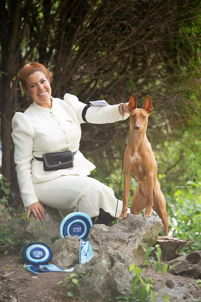 cirneco