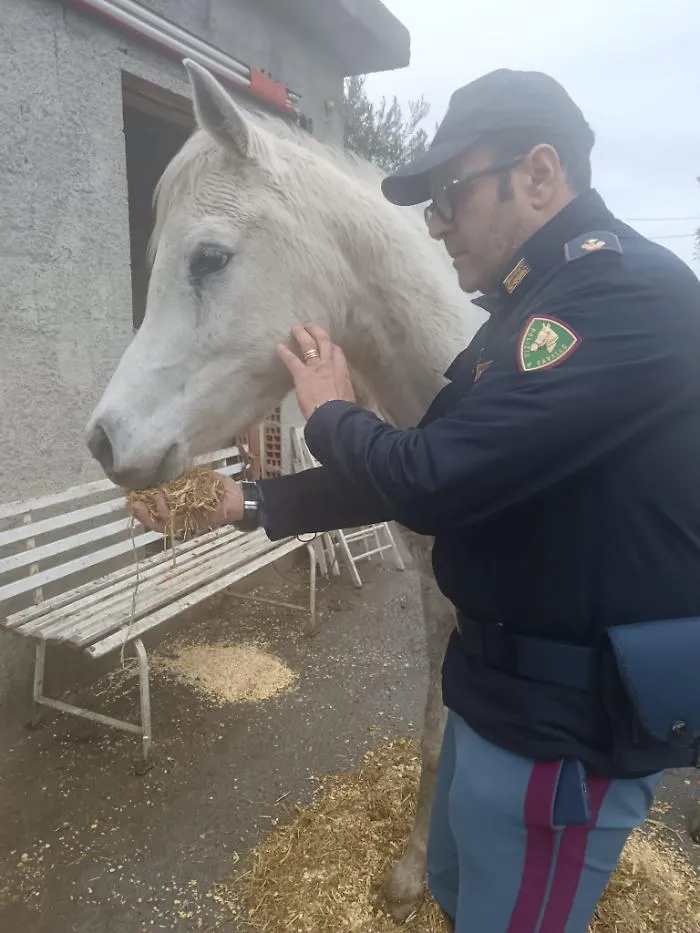 BLITZ DELLA POLIZIA DI STATO IN UN TERRENO ADIBITO A STALLA FATISCENTE SALVATI 6 CAVALLI TROVATI NEL DEGRADO E IN PRECARIE CONDIZIONI SANITARIE 1
