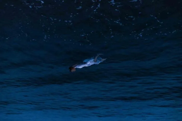 13_ &copy; Sara Grimaldi, Profondo blu, 2022, da Ho visto Nina volare