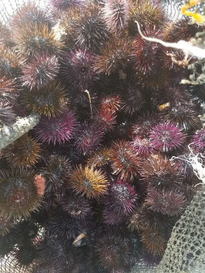 Sequestrati a tre catanesi in trasferta 3.000 ricci di mare