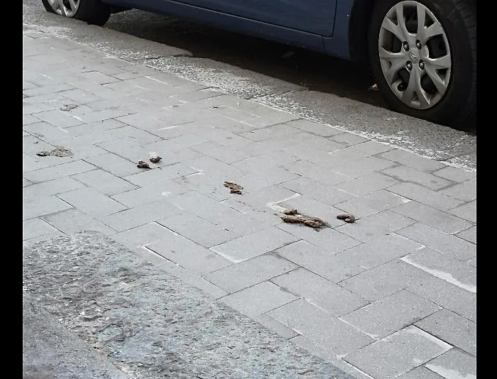 Via Antonio Zacco, appello alla buona educazione: controlli per i padroni dei cani